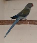 Halsband  pop  opaline DF violet pastel split wkws van 2022, Dieren en Toebehoren, Parkiet