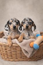 Jack Russel x Teckel pups, Dieren en Toebehoren, Parvo, België, 8 tot 15 weken, Korthaar