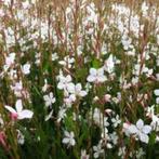 Gaura lindheimerii of Prachtkaars, Ophalen, Herfst, Vaste plant