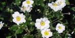 Anemone "Honorine Jobert", prachtige herfstbloeier., Ophalen, Herfst, Vaste plant