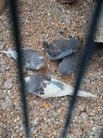 Jonge grasparkieten  5 euro per  stuk., Dieren en Toebehoren