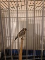 chardonneret parva algérien bague 2025, Animaux & Accessoires, Oiseaux | Oiseaux Autre