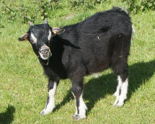 2 dwerggeitenbokjes, Dieren en Toebehoren, Schapen, Geiten en Varkens, Geit, Mannelijk, 0 tot 2 jaar