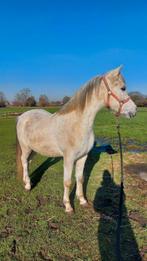 Lieve 9 jarige ruin, weidemaatje, om te beleren, recreatie, Dieren en Toebehoren, Ruin, Zadelmak