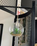 Hangplant - decoratie, Huis en Inrichting, Kamerplanten, Ophalen of Verzenden