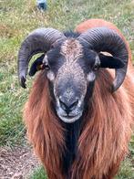 Volwassen kameroen bok, Dieren en Toebehoren, Schapen, Geiten en Varkens, Mannelijk, Schaap, 3 tot 5 jaar