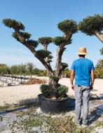 Plateau-olijven 795 euro op reservatie (voor 21 juli!), Ophalen of Verzenden