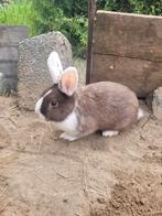 Mannetjes konijn (dwerg), Dieren en Toebehoren, Konijnen, Dwerg