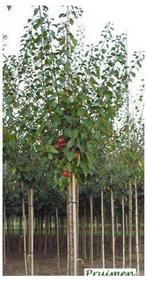 SUPERPROMO! FORSE MIRABEL-PRUIMENBOMEN: LGSTM 10€, HALFS 15€, Ophalen of Verzenden, Lente, Vaste plant, Fruitplanten