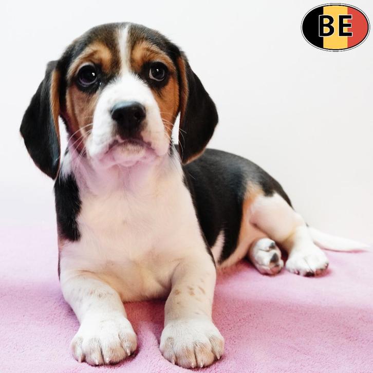 Mooi Beagle teefje, pup te koop (Belgisch), Dieren en Toebehoren, Honden | Beagles, Bassets en Lopende honden, Teef, Beagle, Handelaar