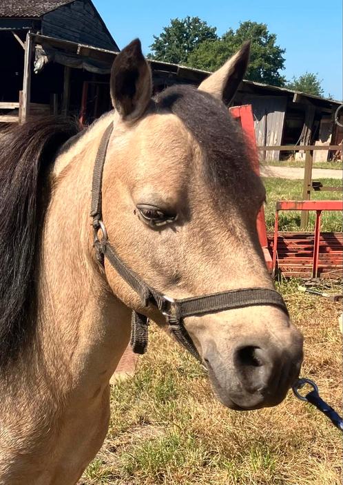 Amha Hengstje, Dieren en Toebehoren, Paarden en Pony's | Dekhengsten en Fokmerries, Hengst
