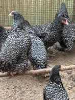 Poules coucous Pure Malines, Animaux & Accessoires, Volatiles