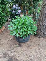 hortensia wit, Jardin & Terrasse, Plantes | Arbustes & Haies, Enlèvement ou Envoi, Hortensia