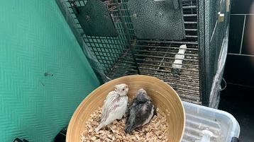 1 albino aux yeux rouge et un gris face blanche