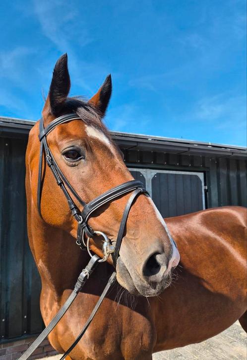 Super brave dressuur merrie te koop, Dieren en Toebehoren, Paarden, Merrie