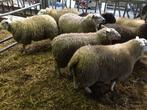 zware rammen, Dieren en Toebehoren, Mannelijk, Schaap