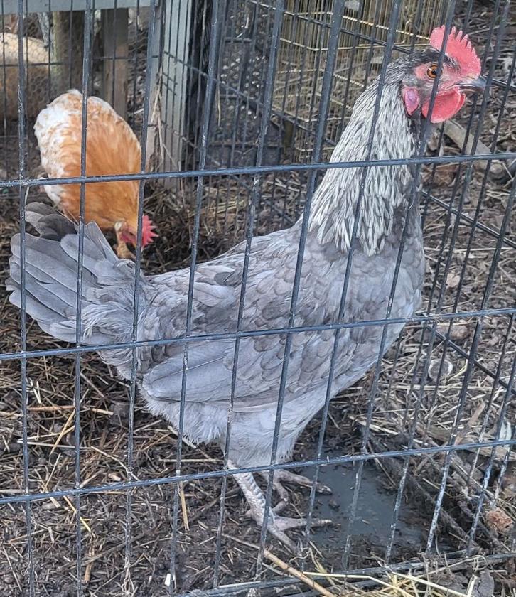 3 jonge haantjes, Dieren en Toebehoren, Pluimvee, Kip, Mannelijk