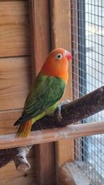 Groen opaline fisherie, Animaux & Accessoires, Perroquet nain ou Inséparable, Bagué