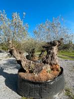 Olijfboom dubbele stam, Lente, 100 tot 250 cm, Olijfboom, Ophalen