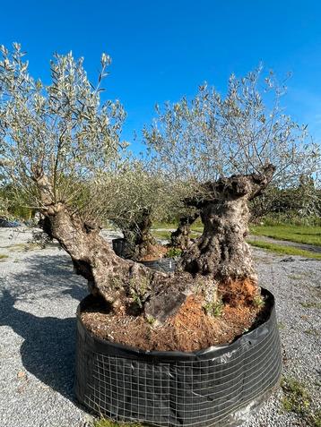 Olivier à double tige, En pot, 100 à 250 cm, Plein soleil, Printemps
