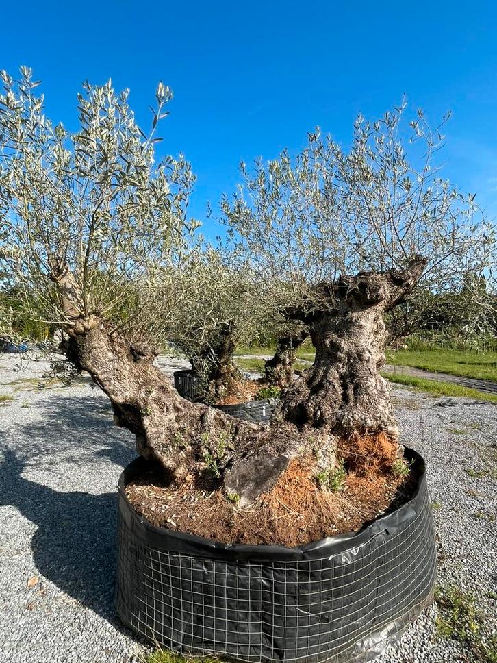 Olijfboom dubbele stam, Tuin en Terras, Planten | Bomen, Olijfboom, 100 tot 250 cm, Volle zon, Lente, In pot, Ophalen