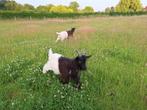Bokjes Wallische geit, Dieren en Toebehoren, Schapen, Geiten en Varkens, Mannelijk, Geit