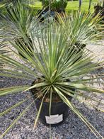 Yucca Rostrata - palmlelie, Ophalen