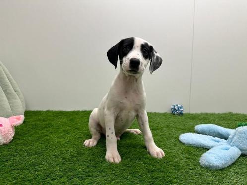 Kruising Border Collie x Dalmatier pups, Dieren en Toebehoren, Honden | Niet-rashonden, Groot, Meerdere dieren, Fokker | Professioneel