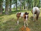 paarden, Dieren en Toebehoren, Paarden