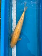 Te koop, Dieren en Toebehoren, Vissen | Aquaria en Toebehoren, Ophalen