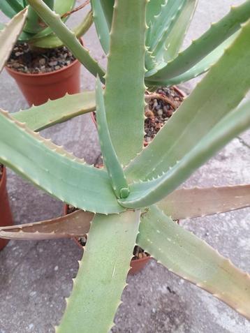 Aloe Dhufarensis - Aloe soort uit Oman beschikbaar voor biedingen