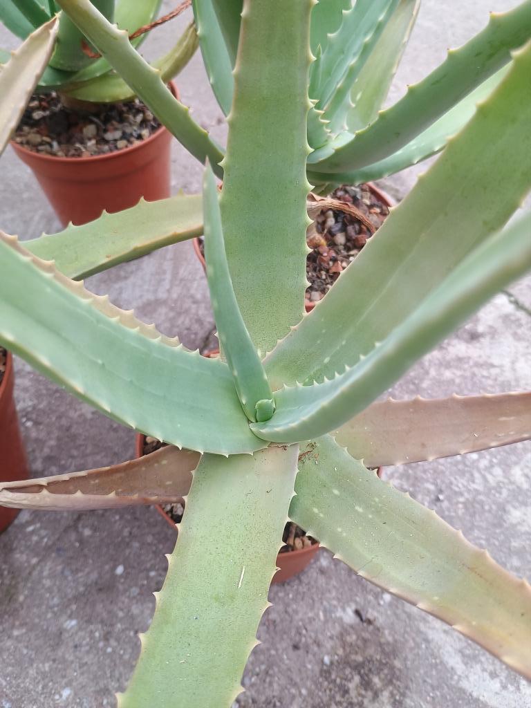 Aloe Dhufarensis - Aloe soort uit Oman, Huis en Inrichting, Kamerplanten, Vetplant, Minder dan 100 cm, Bloeiende kamerplant, Volle zon