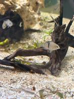 Cryptoheros sajica (t-bar chiclide)