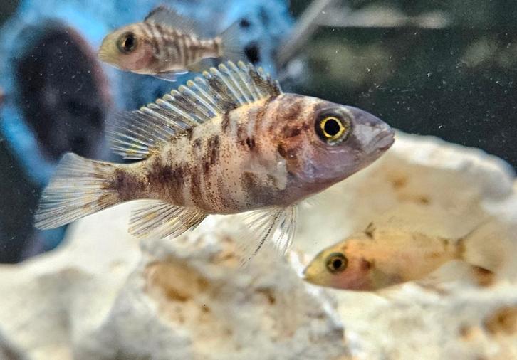 Aulonocara red Blotched malawi cichliden, Dieren en Toebehoren, Vissen | Aquariumvissen, Zoetwatervis, Vis