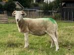 Wiltshire Horn ooi stamboek, Dieren en Toebehoren, Schapen, Geiten en Varkens, Vrouwelijk, Schaap, 0 tot 2 jaar