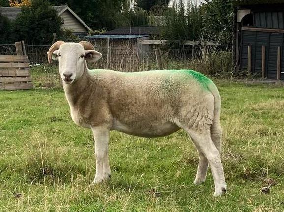 Wiltshire Horn ooi stamboek, Dieren en Toebehoren, Schapen, Geiten en Varkens, Schaap, Vrouwelijk, 0 tot 2 jaar
