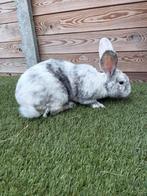 Duitse reus magpi splitface ram, Dieren en Toebehoren, Konijnen, Mannelijk, Groot, 0 tot 2 jaar