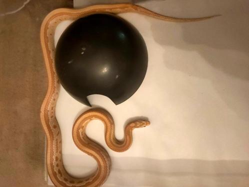 Couleuvre tessera femelle, Dieren en Toebehoren, Reptielen en Amfibieën, Slang, 3 tot 6 jaar