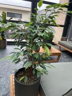 kamerplant met pot, Ophalen