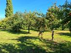 zelfpluk oude fruitsoorten, Ophalen
