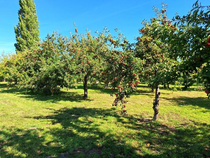 zelfpluk oude fruitsoorten, Diversen, Levensmiddelen, Ophalen