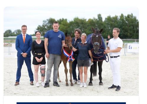 Top veulens beschikbaar kampioen kwpn 2025, Dieren en Toebehoren, Paarden, Meerdere dieren, Niet van toepassing, 165 tot 170 cm