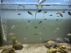 Eigen kweek Baby Mbuna ongeveer 2,3,4 cm groot 5 maanden oud, Dieren en Toebehoren, Vis