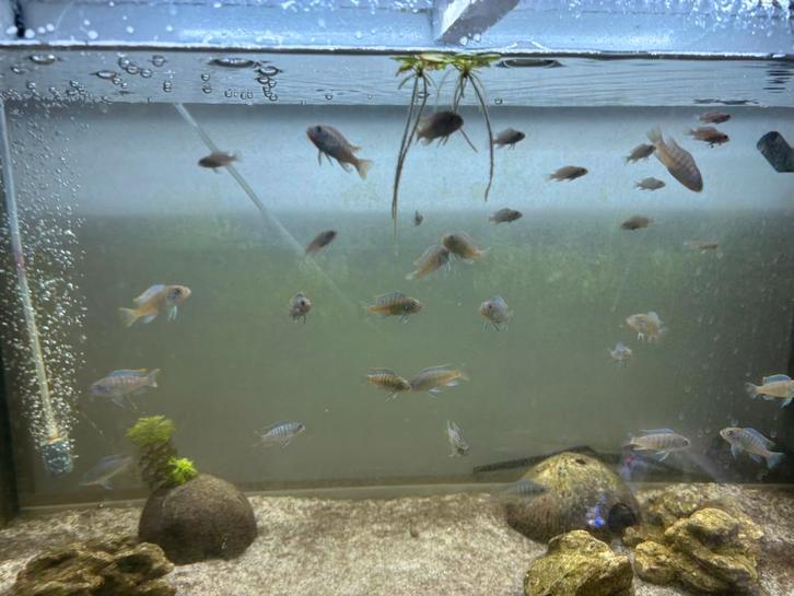 Eigen kweek Baby Mbuna ongeveer 2,3,4 cm groot 5 maanden oud, Dieren en Toebehoren, Vissen | Aquariumvissen, Vis