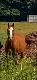 Mooie drachtige D-ponymerrie met goede afstamming., Dieren en Toebehoren, Pony's, Merrie, Gechipt, Springpony, Zadelmak