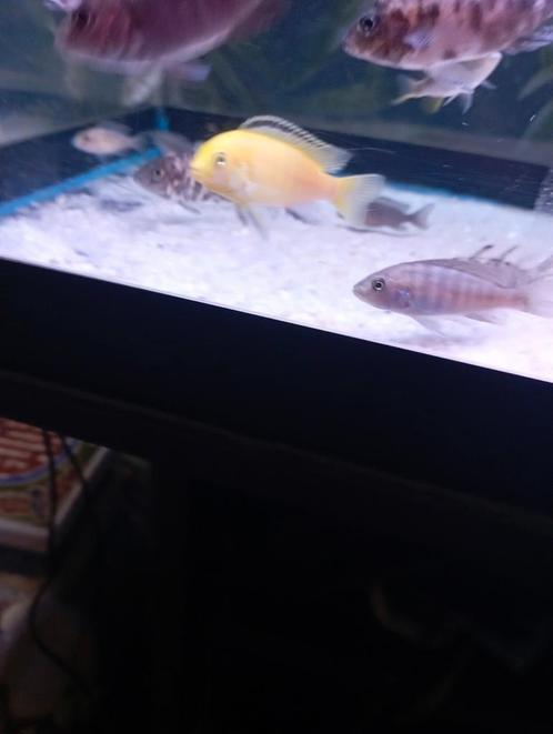 Cichliden uit Malawi: munten van 5 tot 6€, Dieren en Toebehoren, Vissen | Aquariumvissen