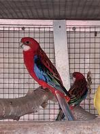 Rosella opaline rood 2025, Dieren en Toebehoren, Vogels | Parkieten en Papegaaien, Meerdere dieren, Parkiet, Geringd