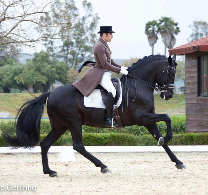 Étalons à saillie, Animaux & Accessoires, Chevaux, Étalon