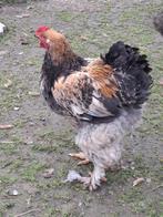 Brahma et araucana, Dieren en Toebehoren