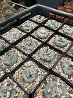 Lophophora Williamsii, 4-5 cm planten met vette wortels, Tuin en Terras, Planten | Tuinplanten, Ophalen of Verzenden